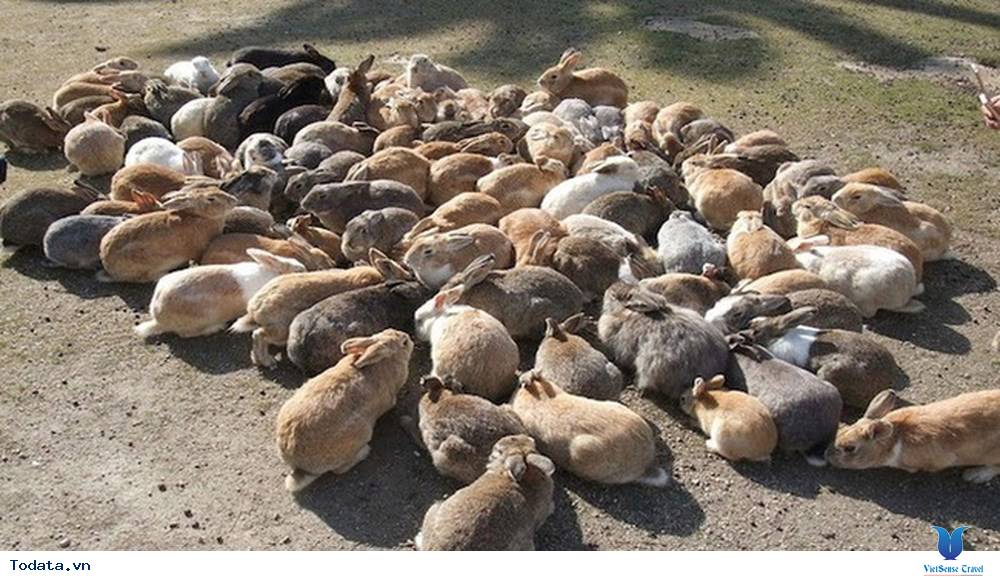 Vui đùa cùng với những con vật đáng yêu tại các thiên đường của Nhật Bản - Ảnh 1 Vui đùa cùng với những con vật đáng yêu tại các thiên đường của Nhật Bản - Ảnh 1