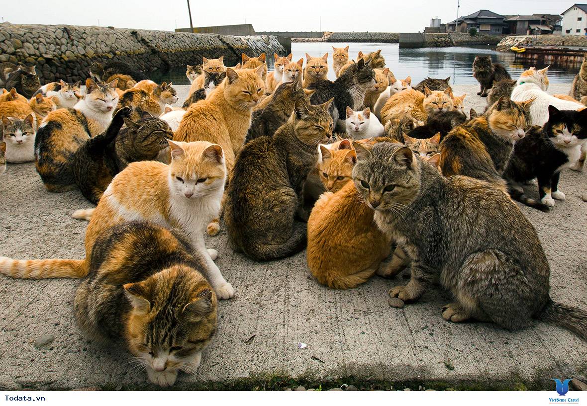 Vui đùa cùng với những con vật đáng yêu tại các thiên đường của Nhật Bản - Ảnh 2 Vui đùa cùng với những con vật đáng yêu tại các thiên đường của Nhật Bản - Ảnh 2