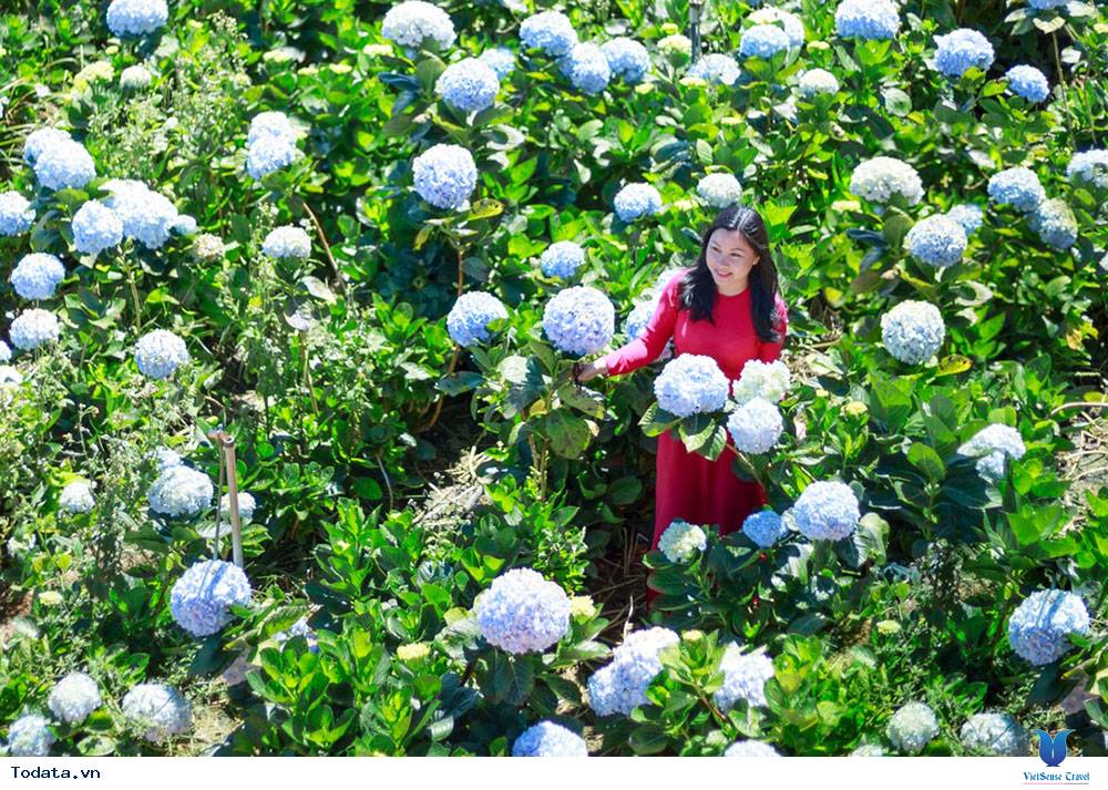 Vườn Cẩm tú cầu Đà Lạt thu hút du khách - Ảnh 1