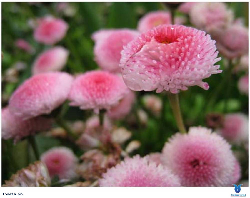 Vườn địa đàng Butchart Gardens xinh đẹp - Ảnh 1