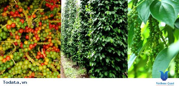 Vườn tiêu Phú Quốc cay nồng nhung nhớ - Ảnh 4