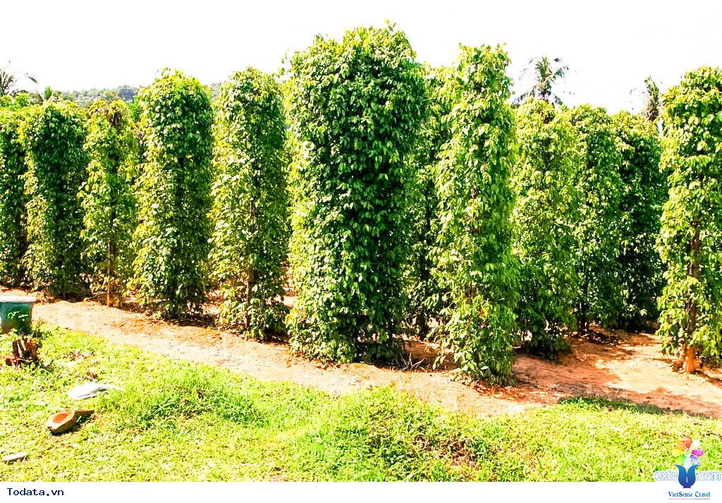 Vườn tiêu Phú Quốc cay nồng nhung nhớ - Ảnh 2