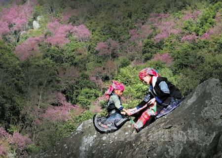 Yên Bái: Mê mải sắc hoa Mù Cang Chải - Ảnh 1