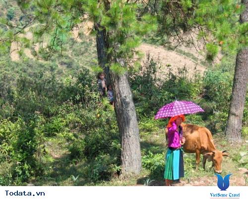 Yên Minh - Thảo Nguyên Xanh Mát Trên Núi Rừng Hà Giang - Ảnh 8